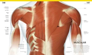 The Complete Human Body