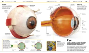 Knowledge Encyclopedia Human Body!