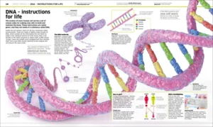 Knowledge Encyclopedia Human Body!