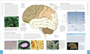 The Brain Book