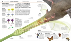 Knowledge Encyclopedia Plants and Fungi!